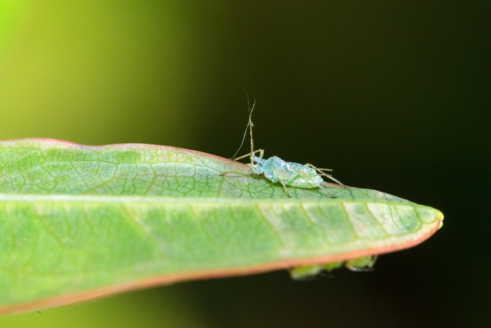 insect