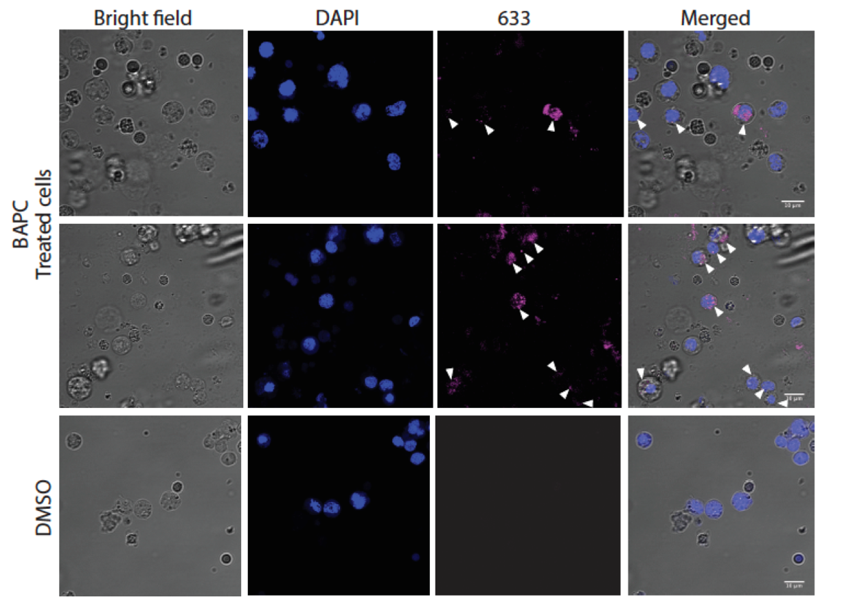 Transfecting Stem Cells Just Got A Lot Easier